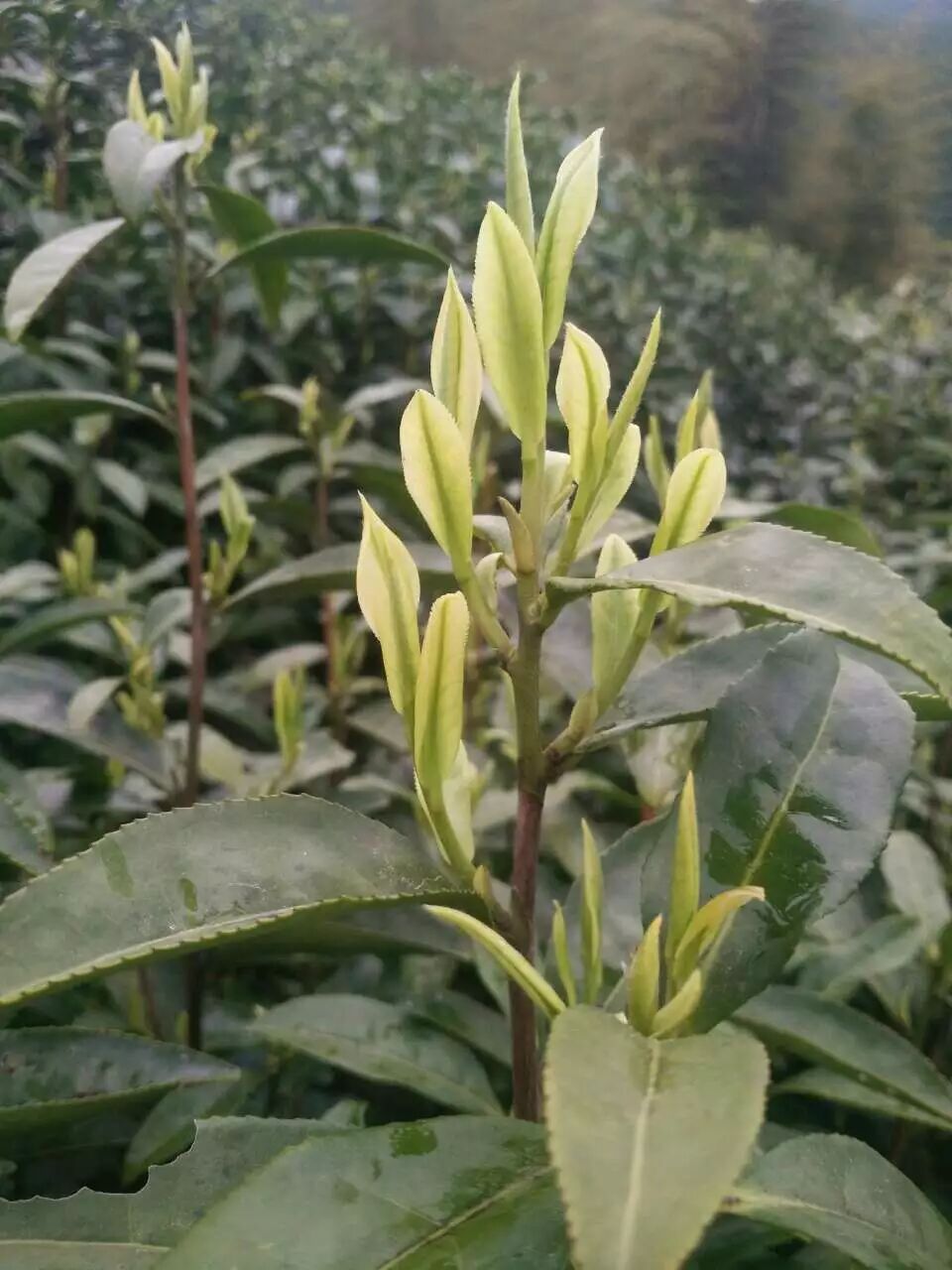 2f9335ca98d46ef70b4bf65d72f66e74.jpg 2f9335ca98d46ef70b4bf65d72f66e74.jpg