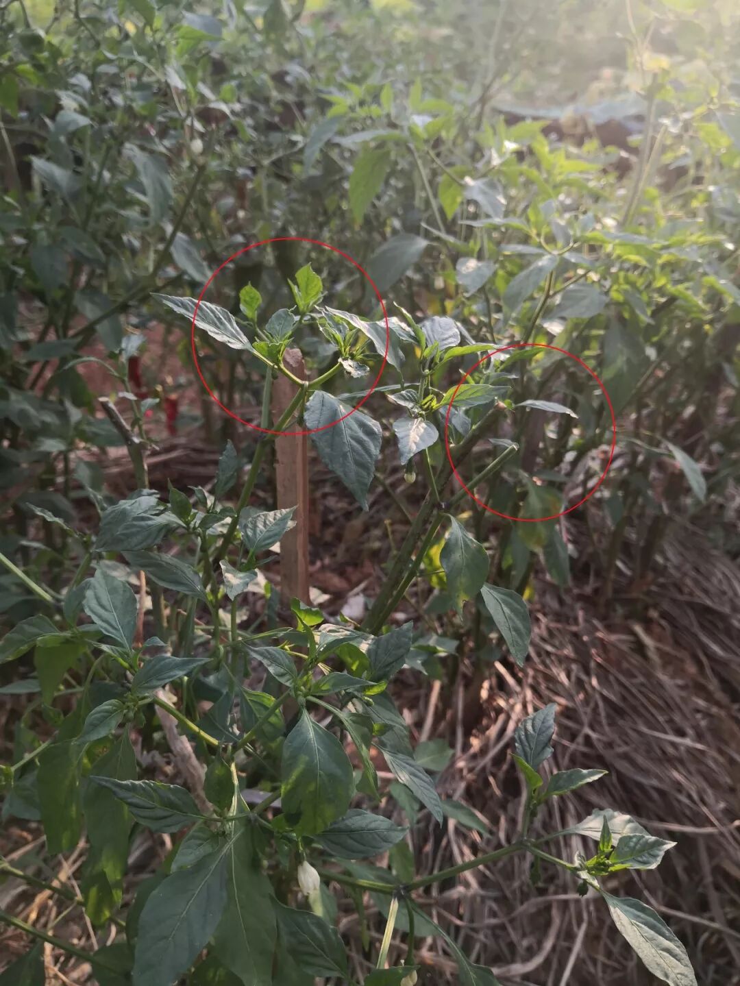 1d32c9f0-54c5-47e0-929e-9df830a6a288.jpg 1d32c9f0-54c5-47e0-929e-9df830a6a288.jpg