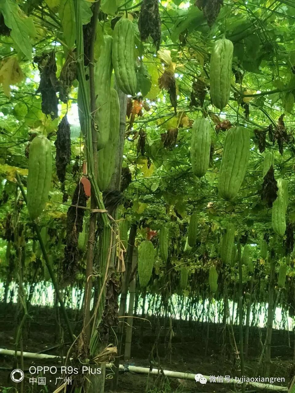 98fbee62-0f85-460b-ac60-edece88c0530.jpg 98fbee62-0f85-460b-ac60-edece88c0530.jpg