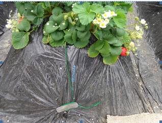 e37000e0-9ab7-442a-b401-ab3c16b94df9.jpg e37000e0-9ab7-442a-b401-ab3c16b94df9.jpg