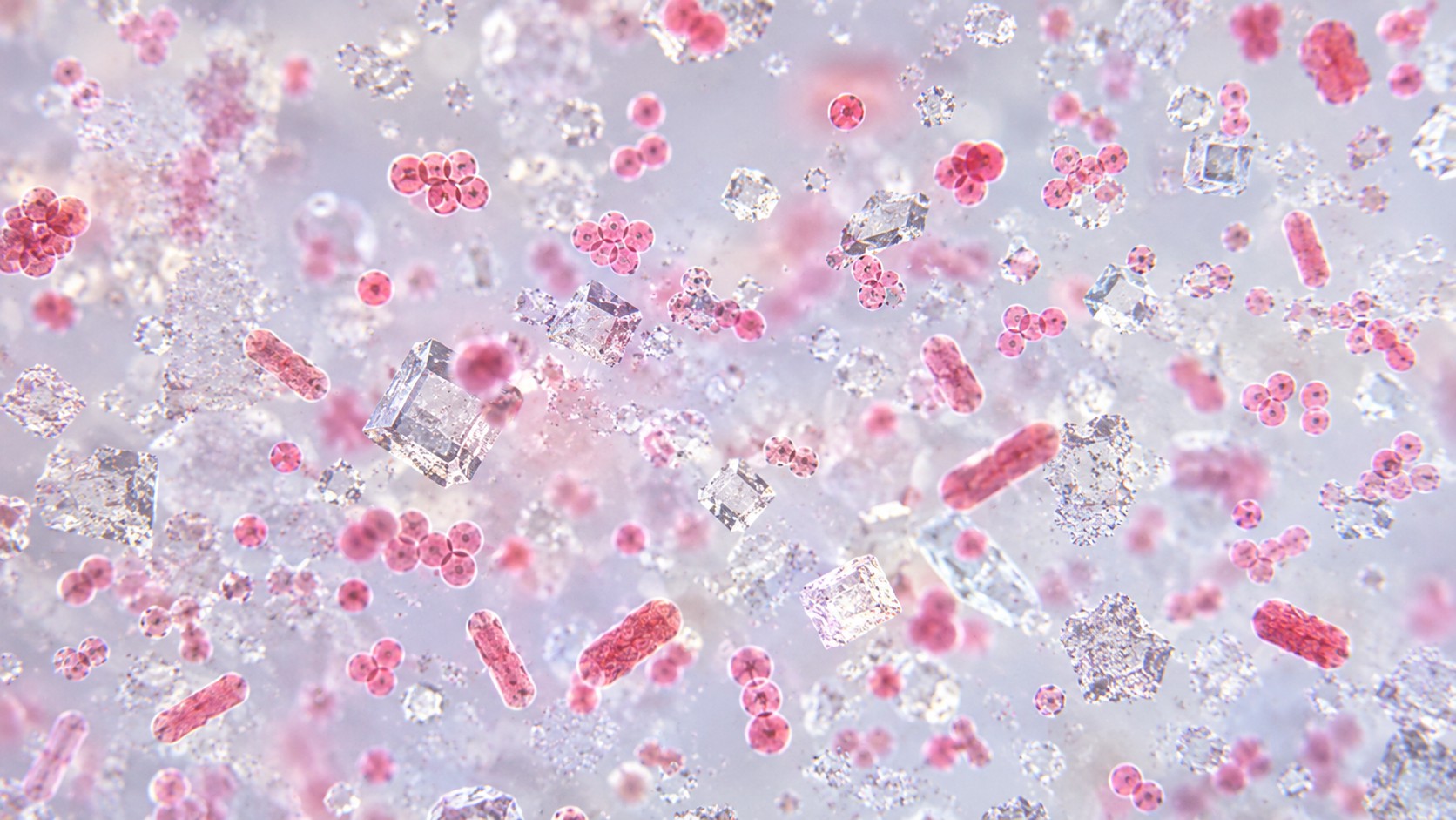 嗜盐微生物 .jpg 嗜盐微生物 .jpg