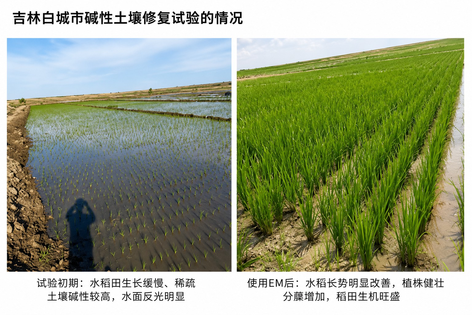【配图2】吉林白城:水稻幼苗期与生长期.jpg 【配图2】吉林白城:水稻幼苗期与生长期.jpg