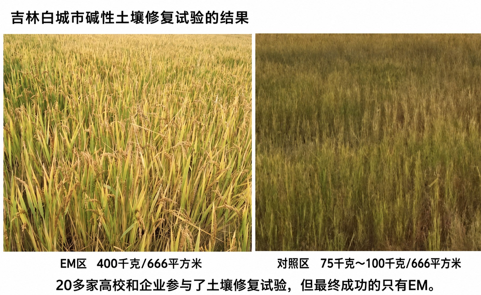 【配图3】吉林白城:成熟期EM区与对照区实景对比.jpg 【配图3】吉林白城:成熟期EM区与对照区实景对比.jpg